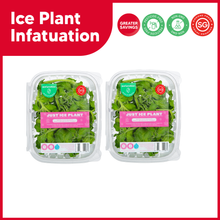 Load image into Gallery viewer, Ice Plant Infatuation Bundle
